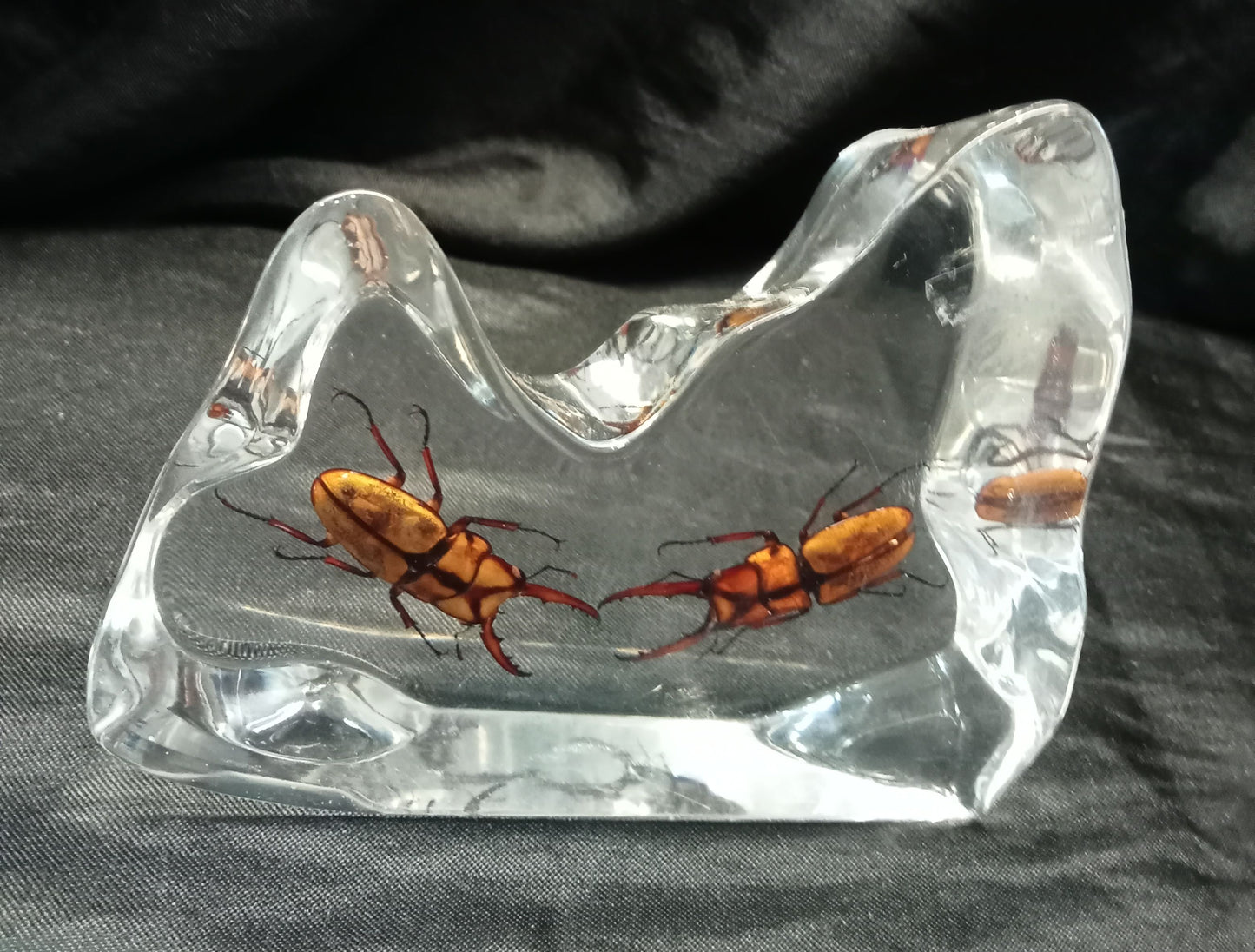 Insectes sous résine