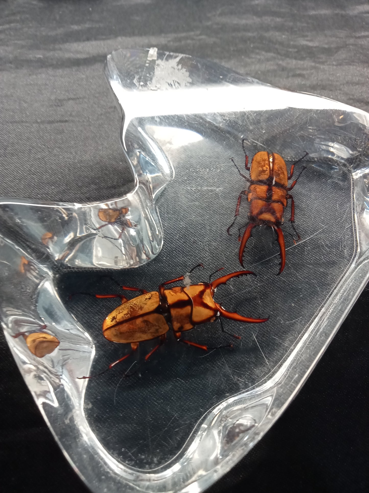 Insectes sous résine