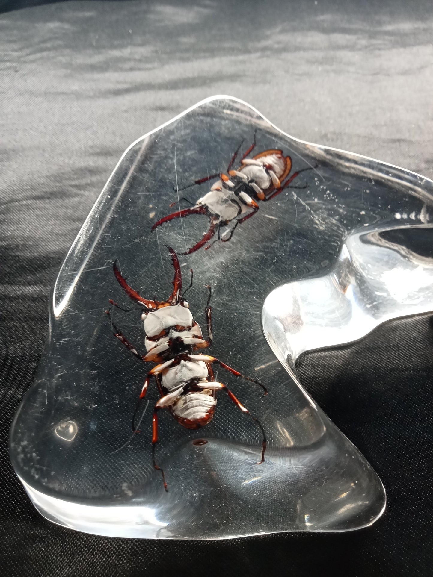 Insectes sous résine
