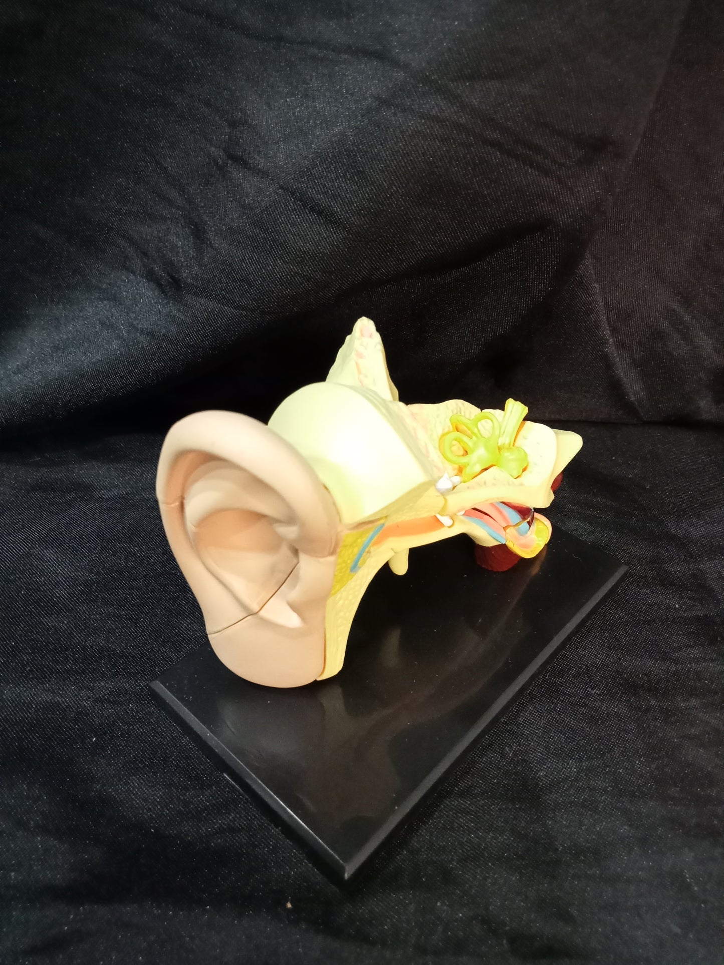 Anatomie de l'oreille