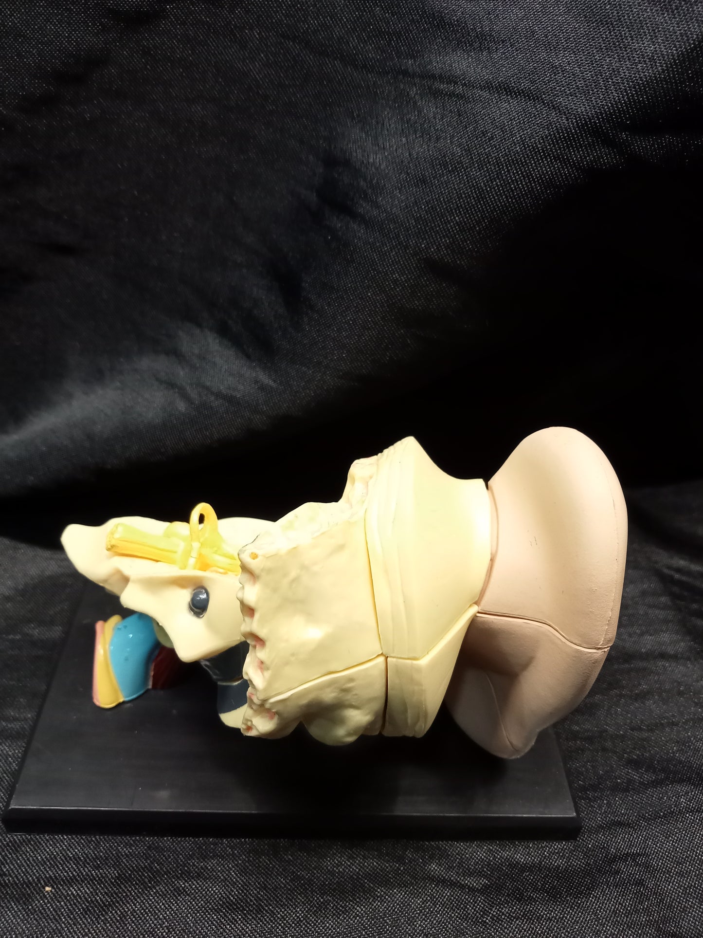 Anatomie de l'oreille